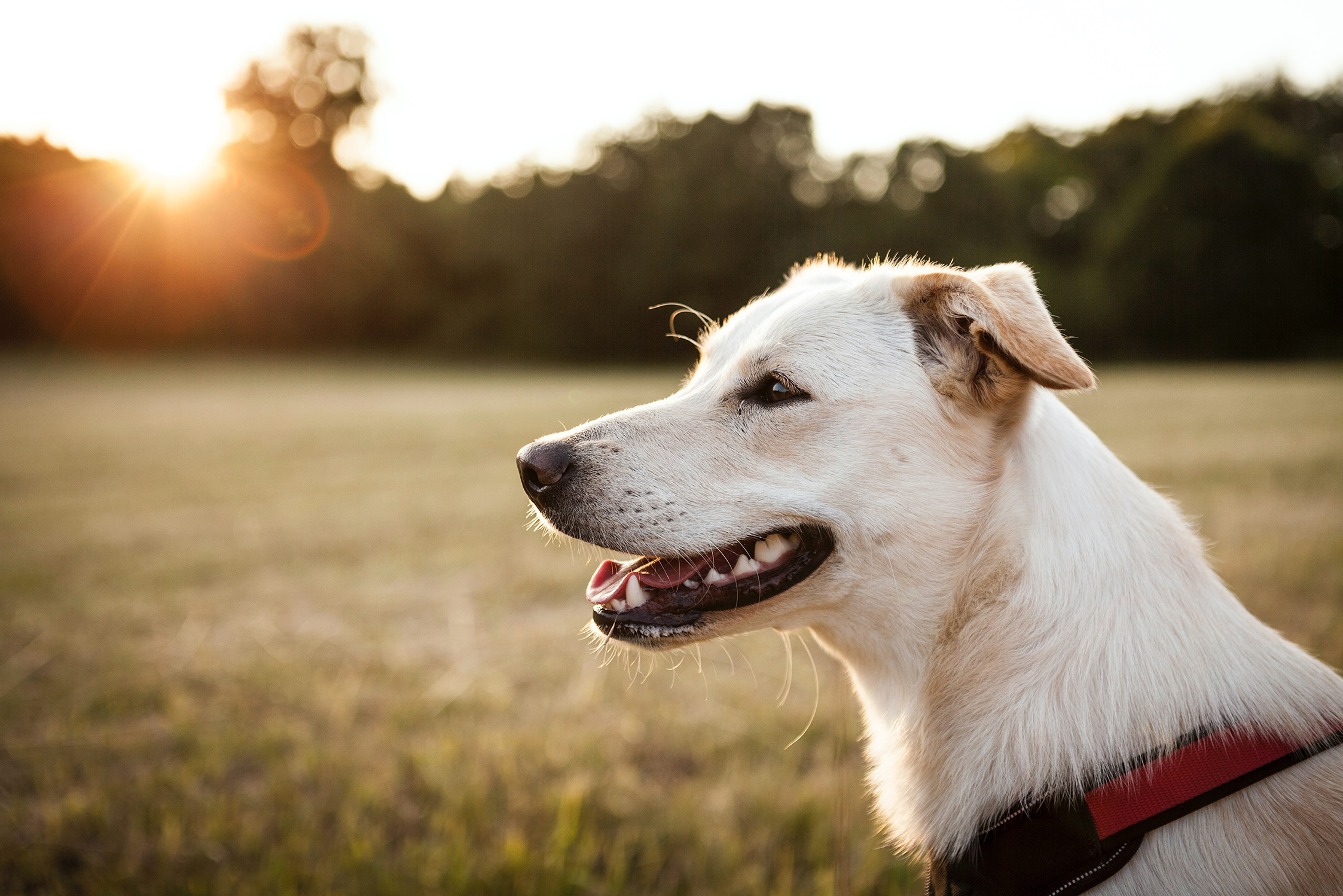 tierbetreuung hundepension